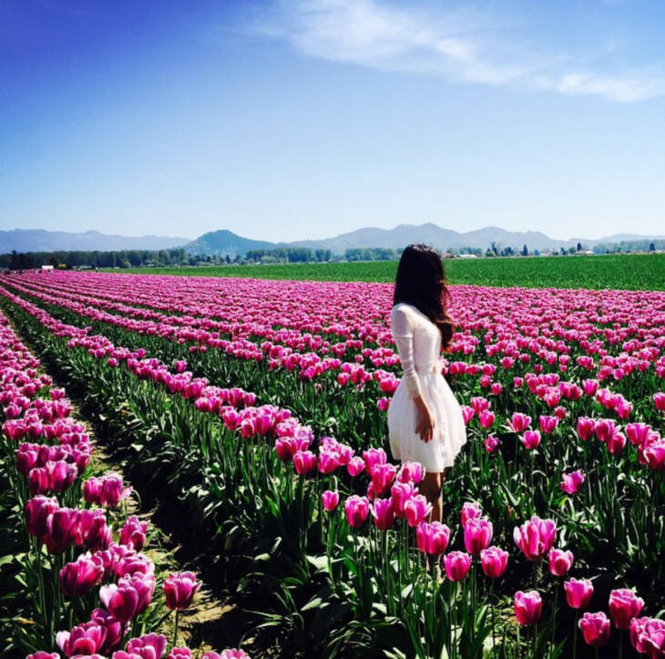 The Flower Fields